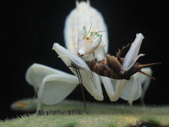 Close-up of insect on white flower