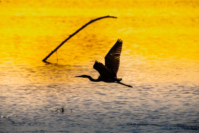 Silhouette bird flying over sea during sunset