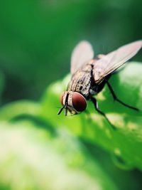 Close-up of housefly