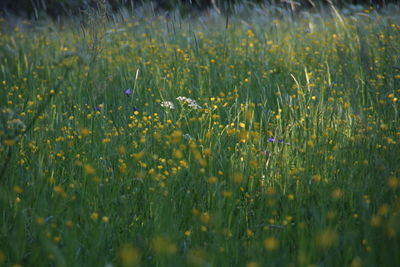 View of flowering plants on field