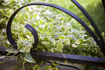 Close-up of bicycle by plants on field