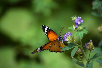 Close-up of butterfly pollinating on purple flower