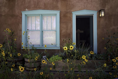 Yellow flowers on window of building