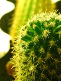 Close-up of cactus plant