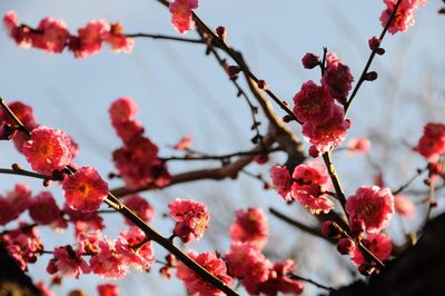 Close-up of pink cherry blossoms in spring