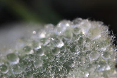 Close-up of water drops on leaf