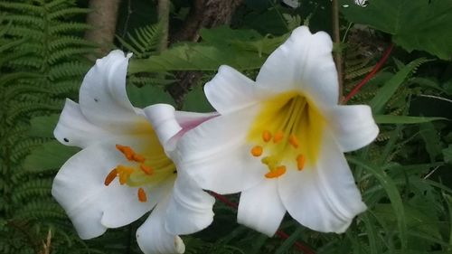 Close-up of white flowers blooming outdoors