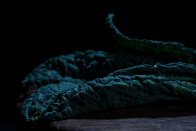 Close-up of leaf against black background