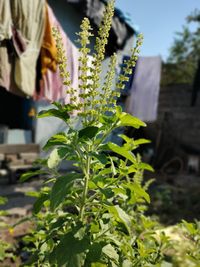 Close-up of flowering plant