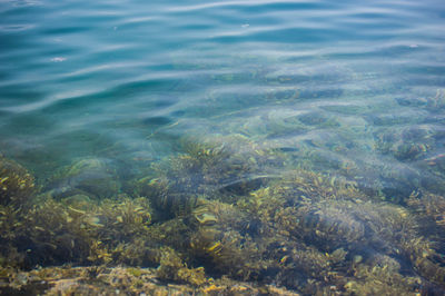 Reflection of trees in water