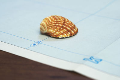 High angle view of shells on table