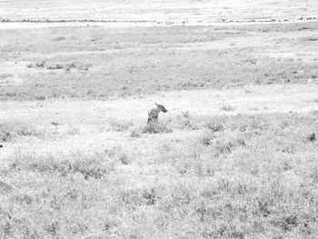 Bird walking on field