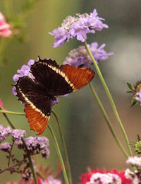 Close-up of butterfly on purple flower