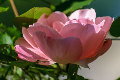 Close-up of pink rose blooming outdoors