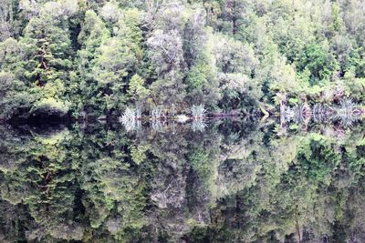 Full frame shot of pine trees in forest