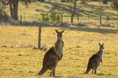 Kangaroo profile 