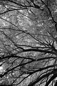 Low angle view of bare tree