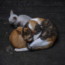 High angle view of cat sleeping