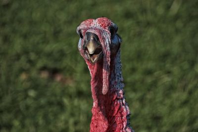 Close-up of a turkey
