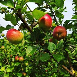 Low angle view of apples growing on tree