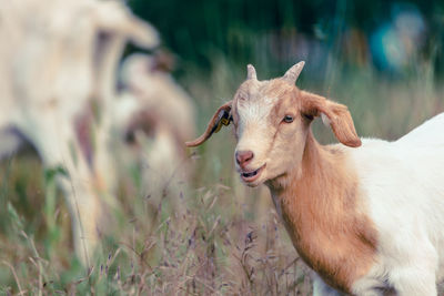 Sheep standing on field