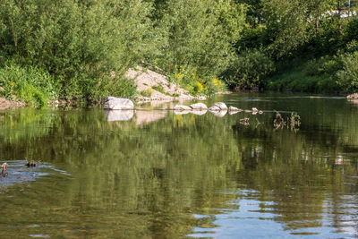 View of birds in lake