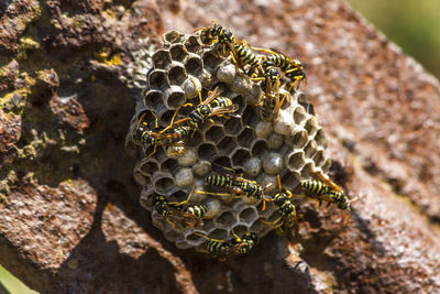 Close-up of bee on leaf