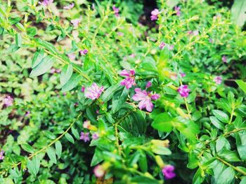 Close-up of pink flowers