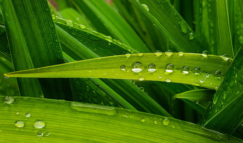 Close-up of raindrops on green leaves