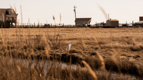 View of bird on field against sky