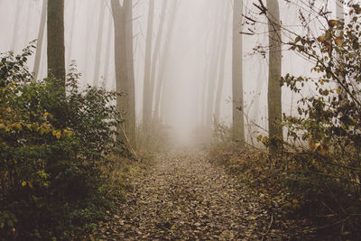 Trees in forest during autumn