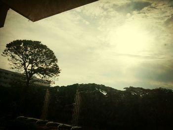 Trees against cloudy sky