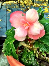 Close-up of pink flower