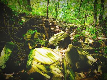 Moss growing on rocks in forest