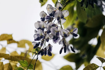 Close-up of white flowering plant against sky