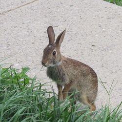 High angle view of rabbit on field
