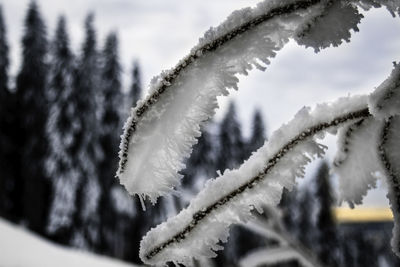 Close-up of frozen tree during winter