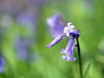 Close-up of insect on purple flower