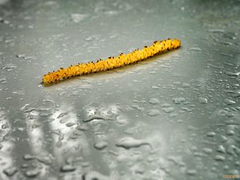 Close-up of yellow flower