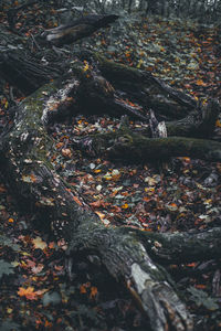 Close-up of autumn leaves in forest