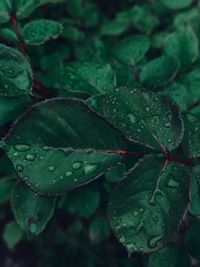 Close-up of wet plant leaves during rainy season