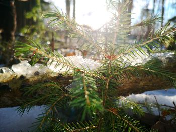 Close-up of pine tree during winter