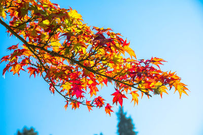 Low angle view of maple tree against blue sky