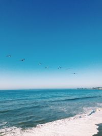 Birds flying over sea against clear blue sky