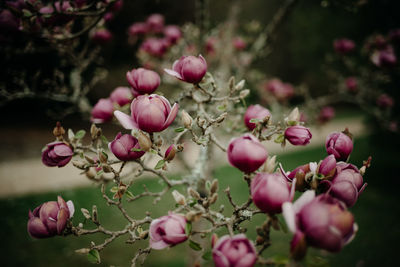 Close-up of apples