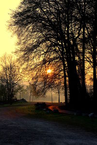 Silhouette of trees at sunset