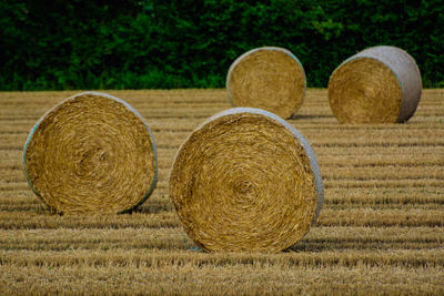 Hay bales on agricultural field