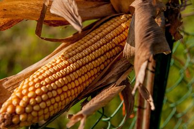 Close-up of corn on tree