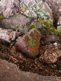 High angle view of moss growing on rock