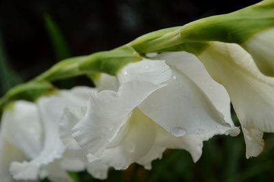 Close-up of wet white flowering plant